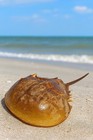 14  Long Full Horseshoe Crab Living Fossil Of Atlantic Ocean  Shell  Molt