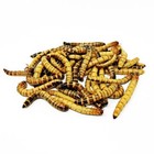 Live Superworms 50   2000 Count   Large Feeder Insects   Live Arrival Guarantee