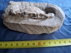 Massive  Large  Fossil Crab From Java  Indonesia Good Details  Great Claws  