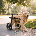 Xxl Dog Wheelchair For Back Legs dog-assisted Wheelchair For Injured Hind Legs