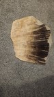 Large Palm Frond  Green River Formation  Wyoming Not Sure Of Species 