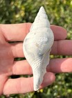 Florida Fossil Gastropod Fasciolaria Rhomboidea Pliocene Age Tulip Shell