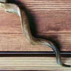 Kudu Yemenite Shofar Horn Kosher Half Polished Israel Size 37-40   Free Shipping