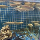 Albion Sliver Arowana 8 Inch  Live Fish Eat Pellets