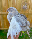 10  Rare Colors Coturnix Quail Hatching Eggs - One Dozen Mixed Variety