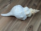 Horse Conch Seashell Huge 13  Ocean Beach Nautical Home Decor 