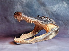 Xlarge 14-15  Alligator Head Taxidermy From Genuine Louisiana Gator Real Gator