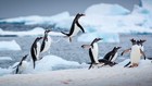 Digital Image Picture Photo Wallpaper Background Desktop Ai Art Gentoo Penguins