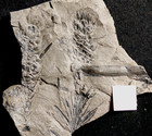 Very Rare Beautiful Plant  fossil Cone In Situ On Equisetales Horsetail Twig Top