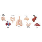 Human Organs Toob Mini Figures Safari Ltd New Toys Educational Educational Kids
