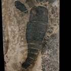 6 5  Eurypterus Sea Scorpion Fossil Eurypterid Silurian 420 Mil Yrs Old New York