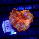 Ultra Cynarina Small 1 5  Wysiwyg - Indigo Corals - Ic 3817