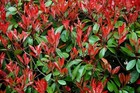 Red Tip Photinia   Photinia X Fraseri   2 Inch   Red Tips   Privacy Hedge