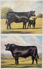 Artist F  C  Murphy 1983  Two Black Angus Prints  American Angus Association