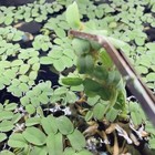5 Different Species  Floating Plant Combo Mix Live Aquarium  Buy 2 Get 1 Free