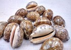 Arabic Cowrie Seashells Brown Cypraea Arabica  5 Shells Approx  1 5  Inches 