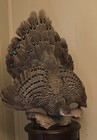 Rare Peacock Pheasant