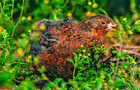 24  Rare Coturnix   Celadon Quail Hatching Eggs     Rare Colors  Premium Genetics