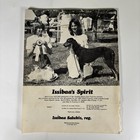 Saluki Quarterly 1981 1982 Dog Breed Magazine Kentucky Horse Park Ad Event Egypt