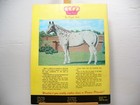 Vintage Appaloosa News Magazine Original May 1974