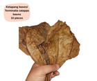 10pcs Catappa Leaves Betta Care Almond Shrimp Leaves Indian Fish Ketapang