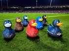 Football Ducks