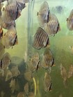 Brown Turquoise Discus Size 2in  A Grade  Group Of 5 Fish  Next Day Delivery usa