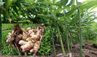 0 5- 7 Ibs - Fresh Ginger Root Organic Usda Certified