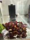 5 Pcs Red Racer Nerite Snail
