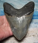 Megalodon Shark Tooth 5 9 16  Sharks Teeth Beast Fossil Real Megladon Serrated