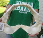 14  Bull Shark Jaw  Shark Teeth  Sharks  52109