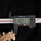 Spiny Brown   White Murex Shell 102 2mm No Collection Data  s208 
