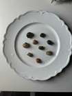 Assorted Mystery Snails -algae  Eaters- Keeps Decor  Substrate  And Glass Clean 