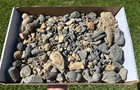 1 Lbs Texas Pennsylvanian Age Fossils Gastropods Brachiopods Crinoids Nautiloids