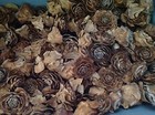 100 Cedar Medium large Cedar Rose Pine Cone Wood Rustic Wedding Flowers Wooden