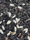 1000ct Live Dwarf White  Isopods Bulk - Wholesale - Pack - Combo