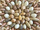 1 2 Lb  Medley Of Beautiful Small Sea Shells - Great For Crafting