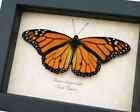 Monarch Butterfly Danaus Plexippus Male Resting Framed Taxidermy Insect Display
