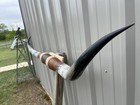 Mounted Steer Horns  6 Feet Longhorn Polished Mount Bull Cow