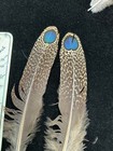 Malayan Peacock Pheasant  Eye Feathers  122