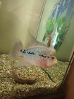 High Quality Male Kamalau Flowerhorn Live Fish Large Size Usa Breed