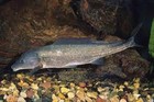Dolphin Mormyrid Live Fish 7   9 Inch Elephantnose Rare Freshwater Fish