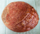 Vintage Red Abalone Seashell Iridescent W gold Glaze  Enhancement 8  X 6 5  X 3 