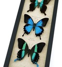 Butterfly Trio Papilio Peranthus Ulysses Blumei Framed Peacock Swallowtail