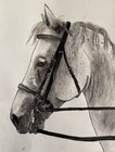 Call To Pet Owners - Get A Custom 8 5x11 Portrait Of Your Pet And Help Me Learn 