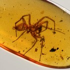 Big Spider In Burmese   Burmite Amber Fossil   100  Genuine Amber