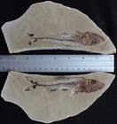 Spaniodon 45 Viper Fish - Very Good Quality   Color Both Sides - Fossils Lebanon