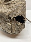 Paper Wasp Nest With Branches Hornets 11x11x12 Giant Hive Taxidermy Decor