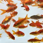 Comet Goldfish For Sale     Buy Live Comet Goldfish Online   Toledo Goldfish