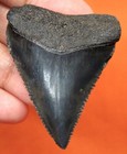 Great White Shark Tooth - 1 92 - Shark Teeth - Huge - Real Fossil - No Repairs